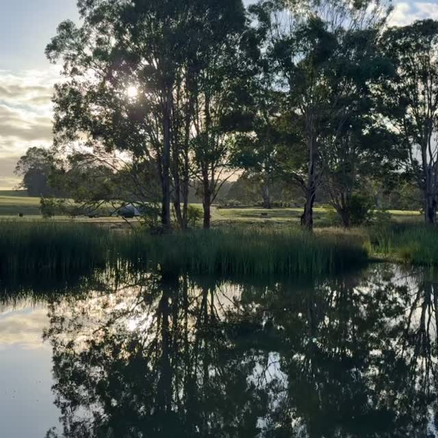 Morning light over the lake and reeds at Macarthur Memorial Park